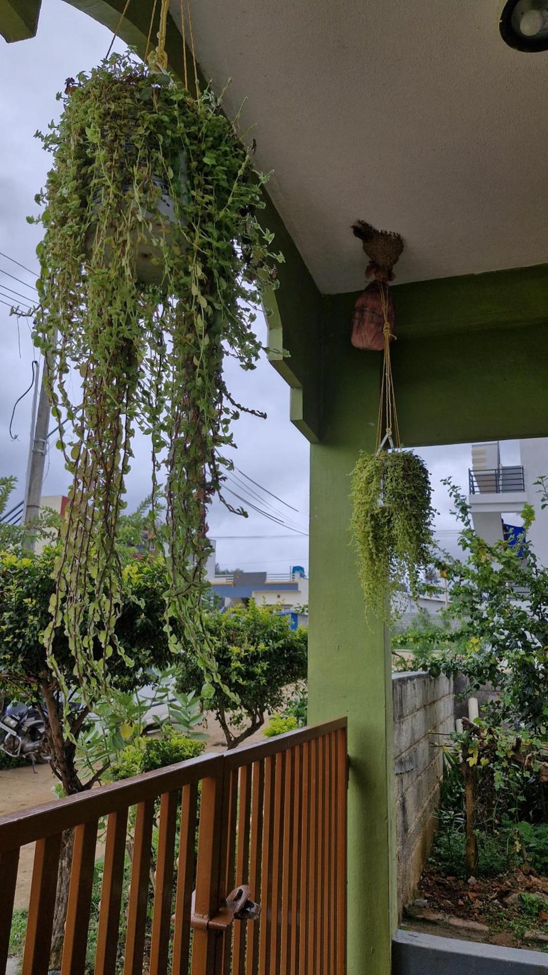 Malgudi Mane Homestay Чикмагалур Экстерьер фото
